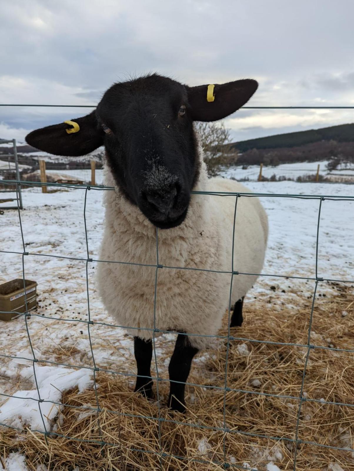ダフタウン Lettoch Farm Bed & Breakfast エクステリア 写真